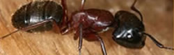 La fourmi charpentière
